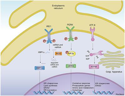 Interplay Between the Unfolded Protein Response and Immune Function in the Development of Neurodegenerative Diseases